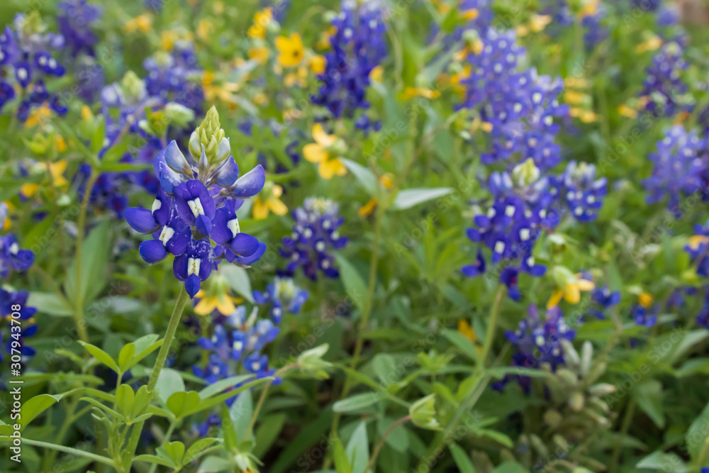 Fototapeta premium Yellow wildflowers and Bluebonnets in a field
