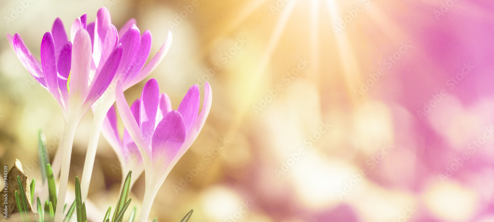 Spring awakening - Blossoming pink crocuses illuminated from the morning sun - Spring background panorama with space for text - obrazy, fototapety, plakaty 