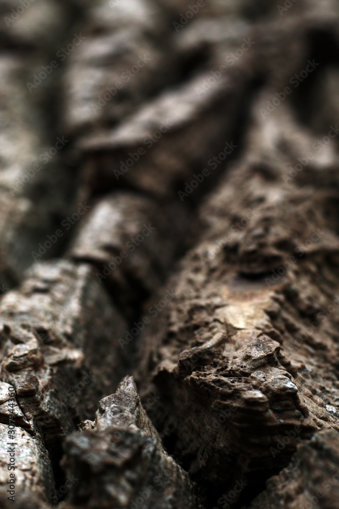 Fototapeta premium background of brown rough tree bark