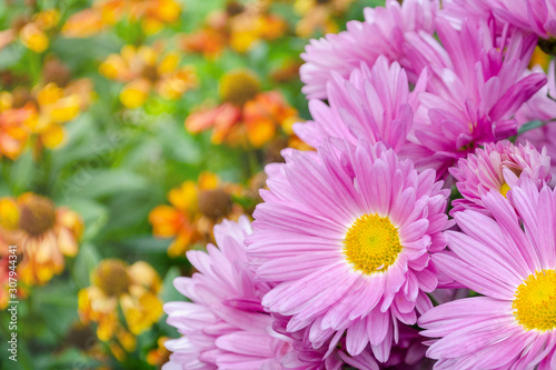 Beautiful bouquet of bright pink flowers on yellow background