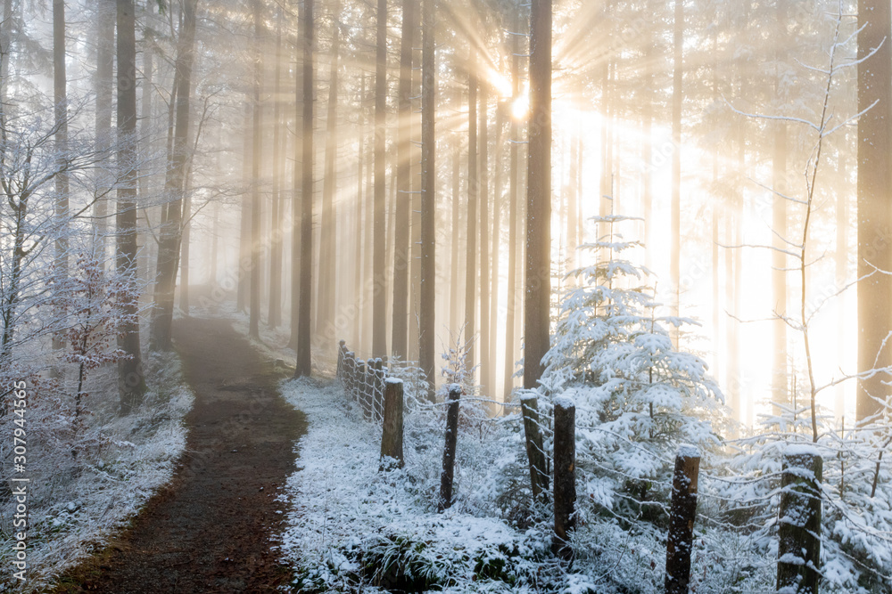 Obraz premium path in foggy forest leading towards the sunlight spiritual healing