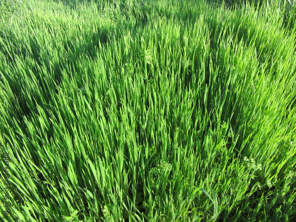 View of bright green, uncut grass in a meadow, summertime View of bright green, uncut grass in a meadow, summertime
