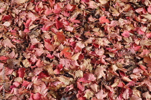 Thick carpet of scattered autumn maple leaves in Janssen Park, Mena, Rich Mountain