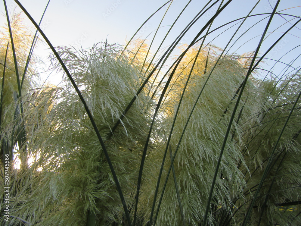 The sunlight shines through fronds of pampas grass, contrasting vividly with the blue summer sky