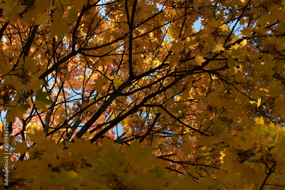 Fototapeta premium Autumn leaves