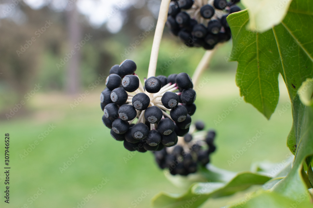 Seeds in the garden