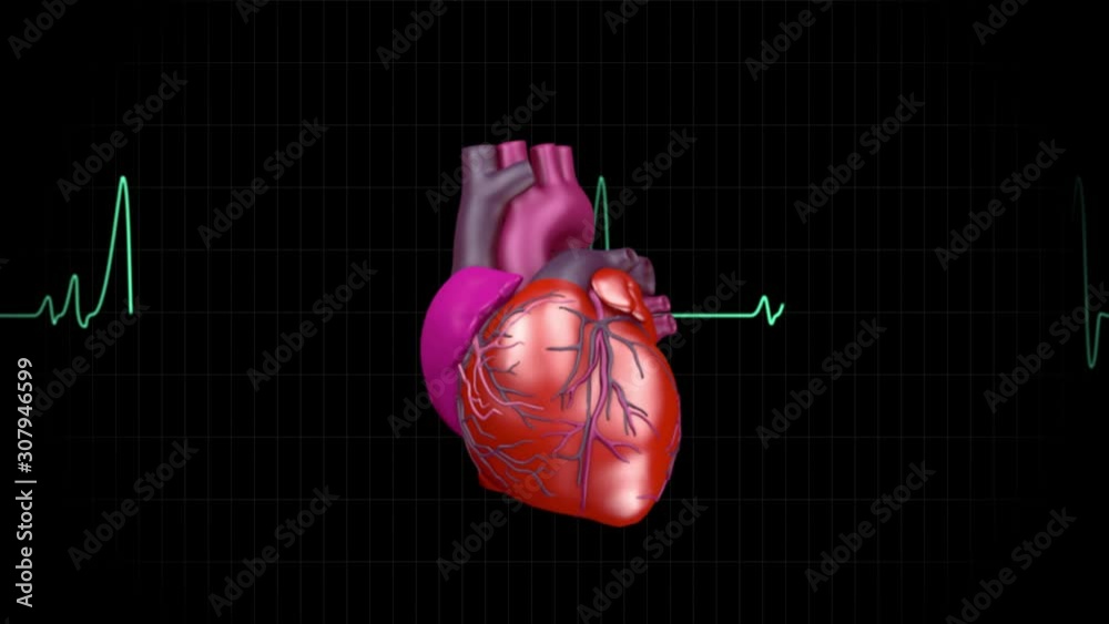 human heart beat graphics and 3d animation.