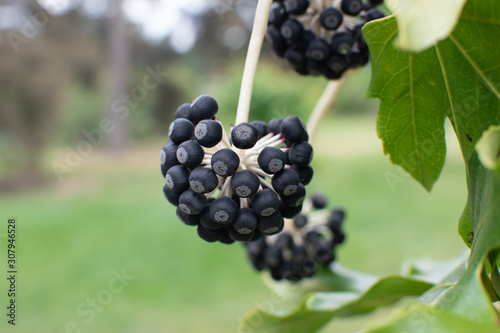 Seeds in the garden