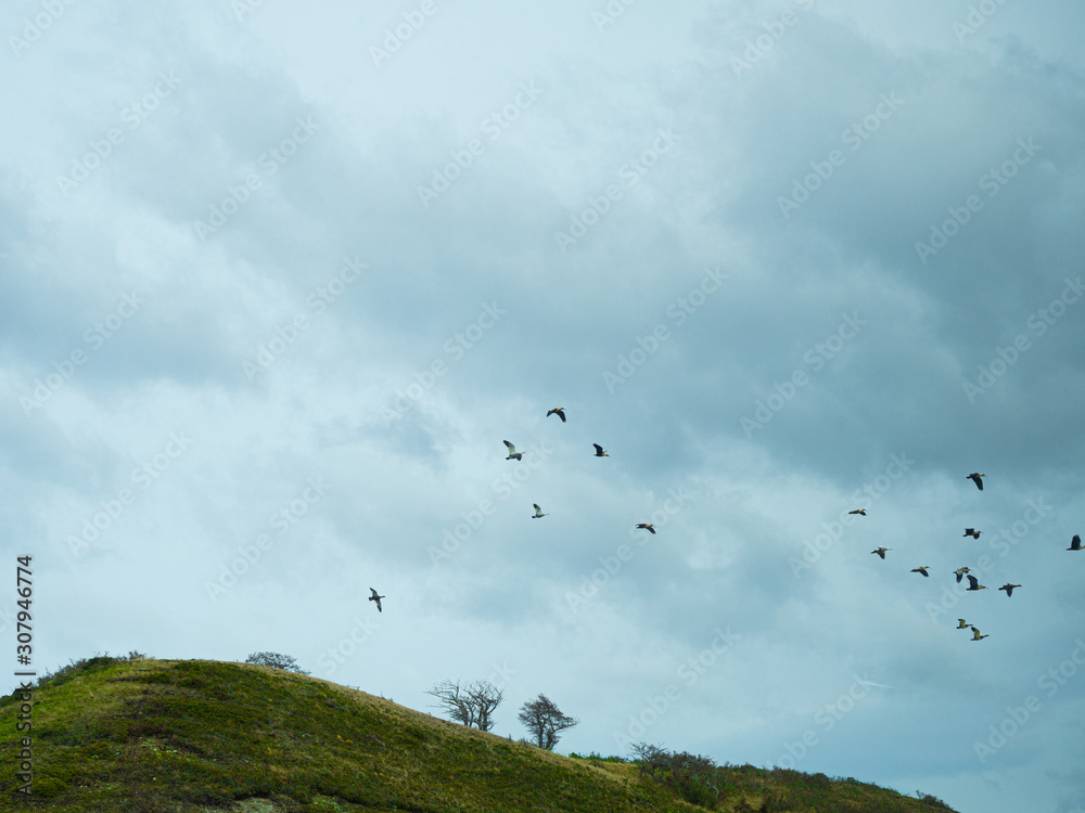 birds flying over the mountain birds flying over the mountain