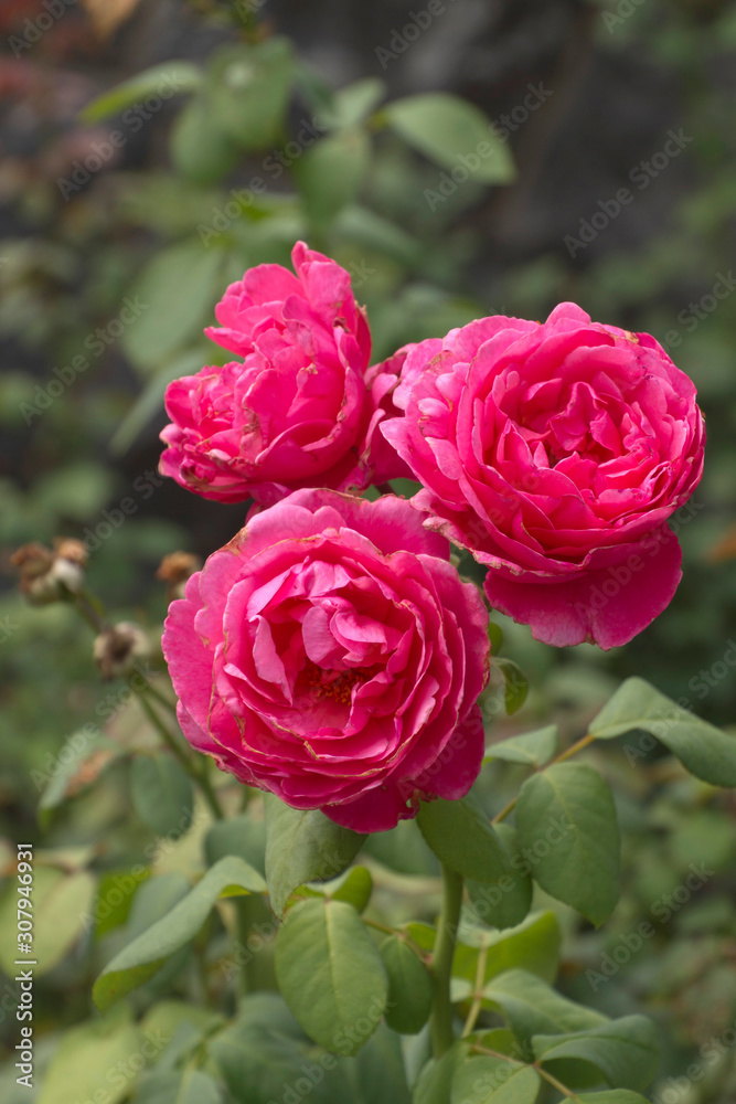 Showy, Rose Red Flower Petals Brighten a Summer Garden Showy, Rose Red Flower Petals Brighten a Summer Garden