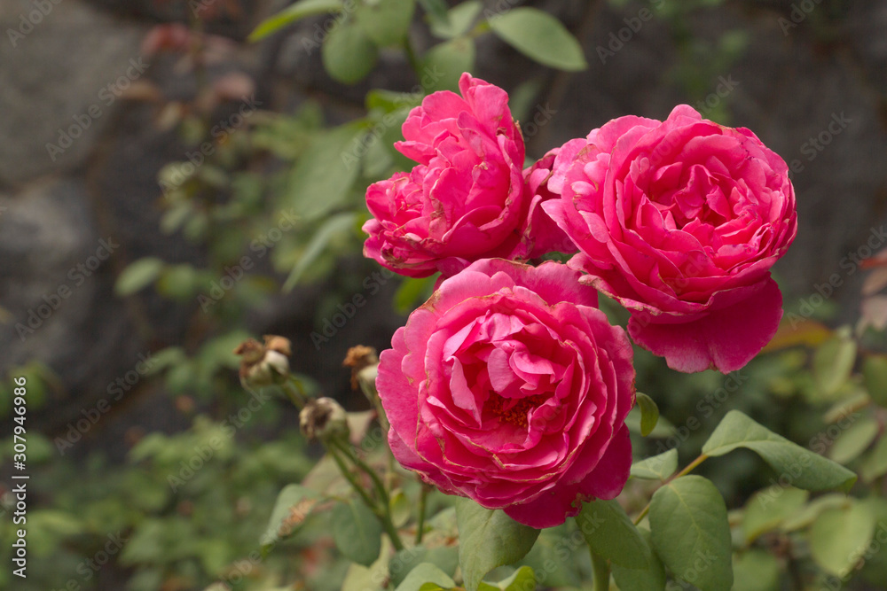 Lurid Flower Petals Attract Pollinators