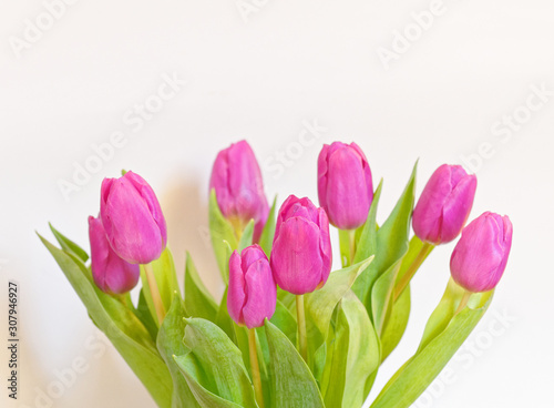 Fototapeta Naklejka Na Ścianę i Meble -  vibrant violet colored tulip flowers on plain white background, studio shot
