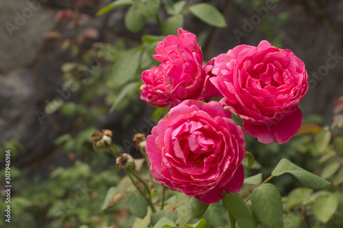 Lurid Flower Petals Attract Pollinators