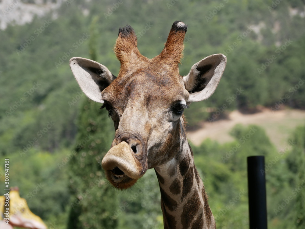 Portrait of a funny giraffe with its head turned on a Sunny summer day against a green forest background. Portrait of a funny giraffe with its head turned on a Sunny summer day against a green forest background.