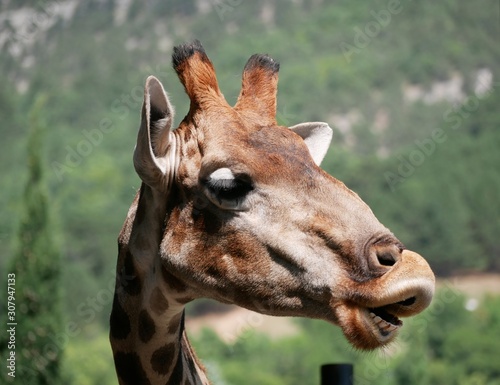 Portrait of a funny giraffe with its head turned to the left on a Sunny summer day against a green forest background.