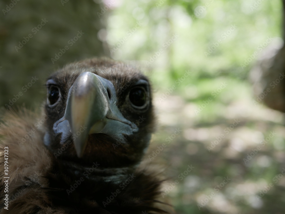 A black vulture with large black eyes and a large hooked beak on a Sunny summer day. Portrait of a scavenger bird. A black vulture with large black eyes and a large hooked beak on a Sunny summer day. Portrait of a scavenger bird.