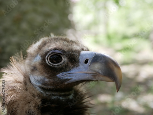 A black vulture with large black eyes and a large hooked beak on a Sunny summer day. Portrait of a scavenger bird.