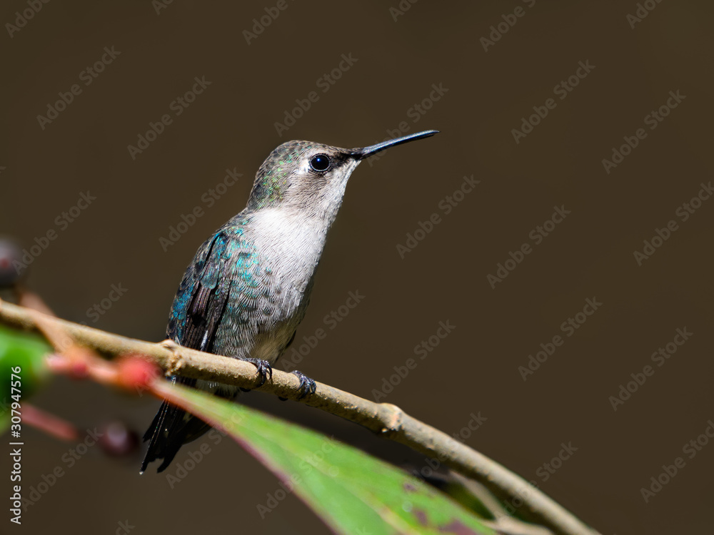 Obraz premium Bee Hummingbird Portrait on Brown Background