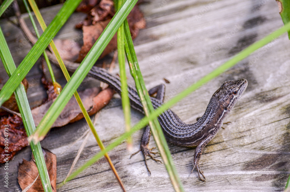 Fototapeta premium Little lizard on wodden deck