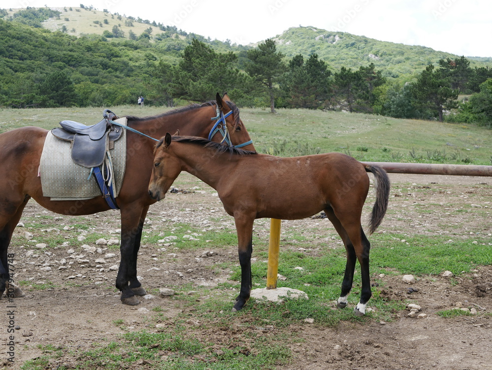 An adult brown horse with a foal on a mountain pasture against a background of green trees on a Sunny summer day.