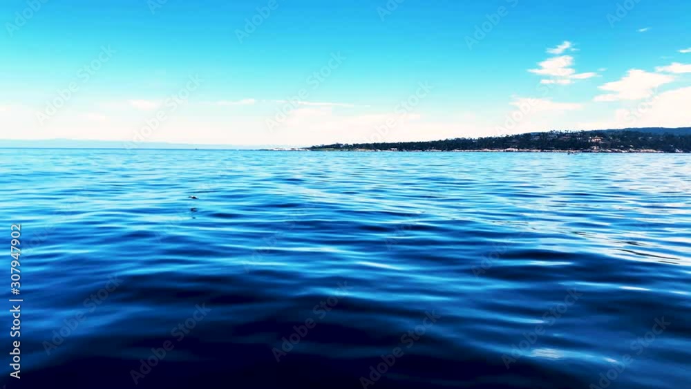 Alone flying bird over the sea. 