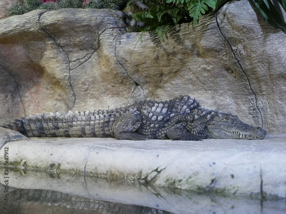 Obraz premium A large Nile crocodile with a closed mouth lies in a huge terrarium against a stone wall of gray-brown color.