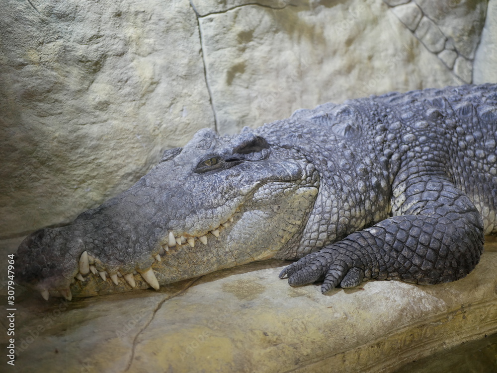 Fototapeta premium A large Nile crocodile with a closed mouth lies in a huge terrarium against a stone wall of gray-brown color.