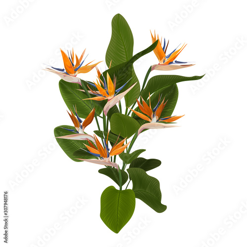 Bouquet of Strelitzia flowers is painted in vector watercolor. Vector illustration.
