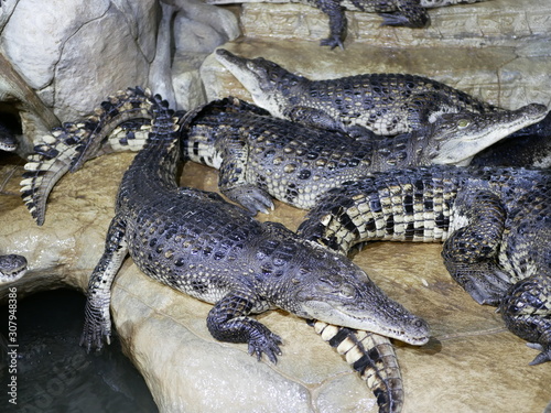 Several crocodiles with open mouths lie on top of each other in the enclosure. Reptiles with big teeth and long tails.