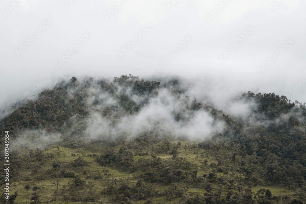 Cloud Forest