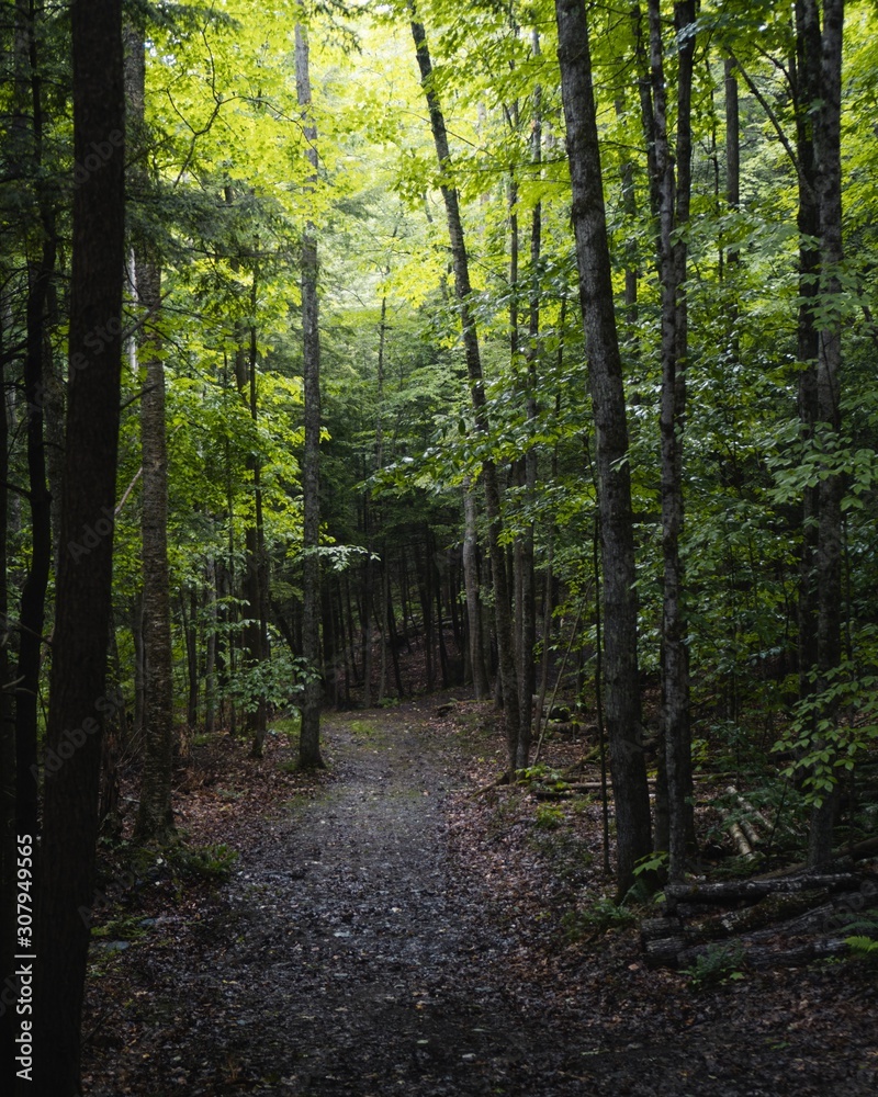 Obraz premium Forest 