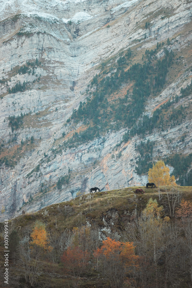 Wild horses grazing in Pyrenees National Park hills in Gavarnie