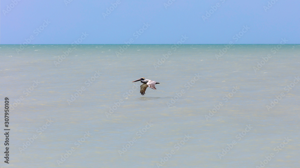 Fototapeta premium Water, blue sky and pelican, Sanibel Island, Florida, USA