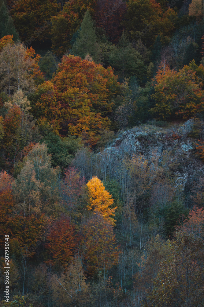 Autumn color palette on the trees of Pyrenees National Park