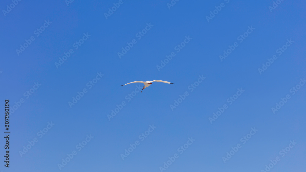 White Ibis flying against blue sky, Florida, USA
