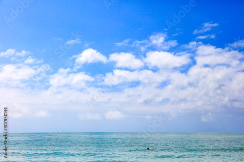 Water, blue sky, clouds and a little dolphin, Florida, USA