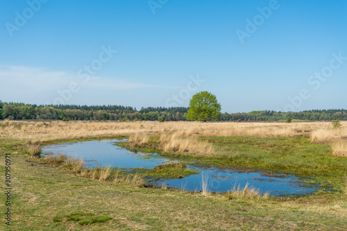 Heath of the Molenveld in Exloo, a small nature reserve in Drenthe (The Netherlands). The name Molenveld (Mill Field) is derived from the windmill that was overlooking this area in the 19th century. photo