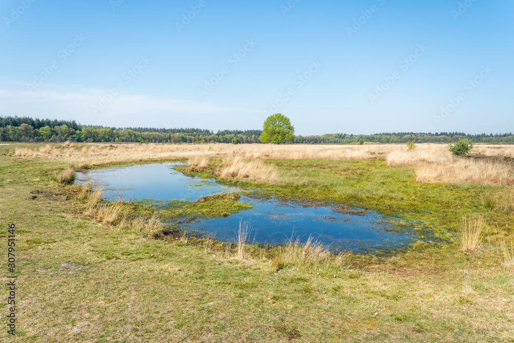 Heath of the Molenveld in Exloo, a small nature reserve in Drenthe (The Netherlands). The name Molenveld (Mill Field) is derived from the windmill that was overlooking this area in the 19th century.