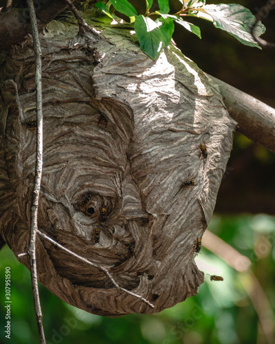 Paper Wasp Nest Hive with Two Openings Built in Tree