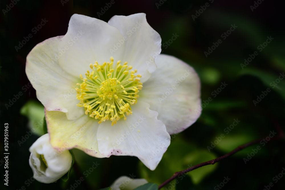 Closeup of a white Christmas rose with petals, pollen and leaves in winter