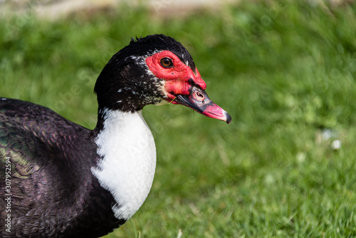 close up portait of a Muscovy duck