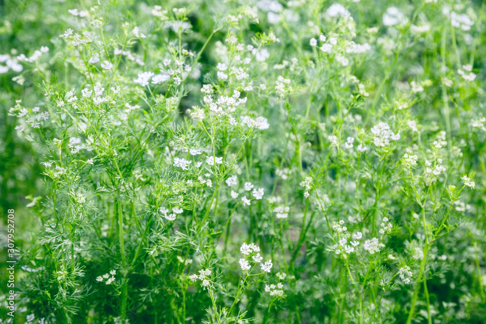 white flowers in a field white flowers in a field