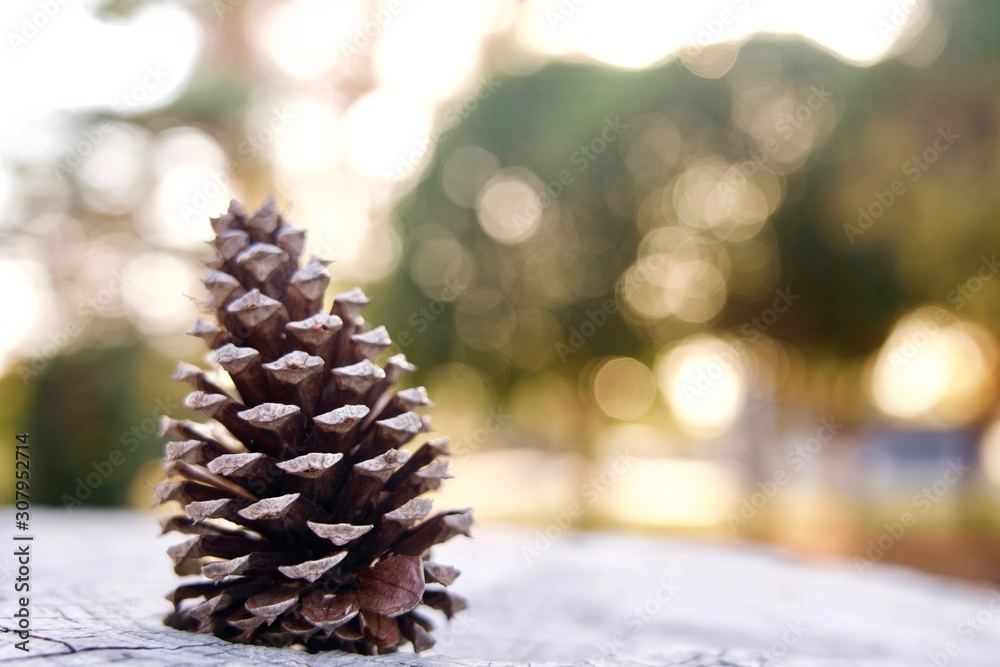 背景キラキラ松ぼっくり Stock Photo | Adobe Stock