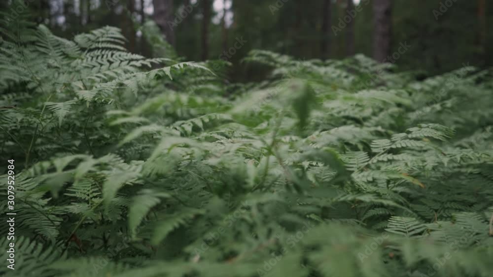 Slow motion video of a strong wind stirring ferns in the forest.