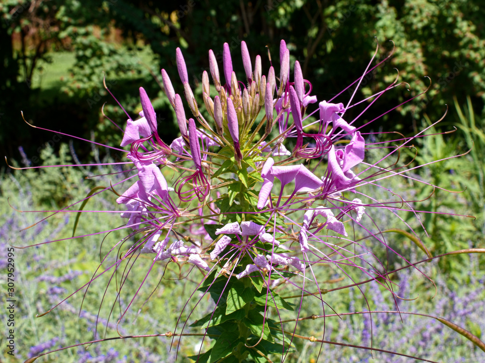 Obraz premium purple flowers in the garden