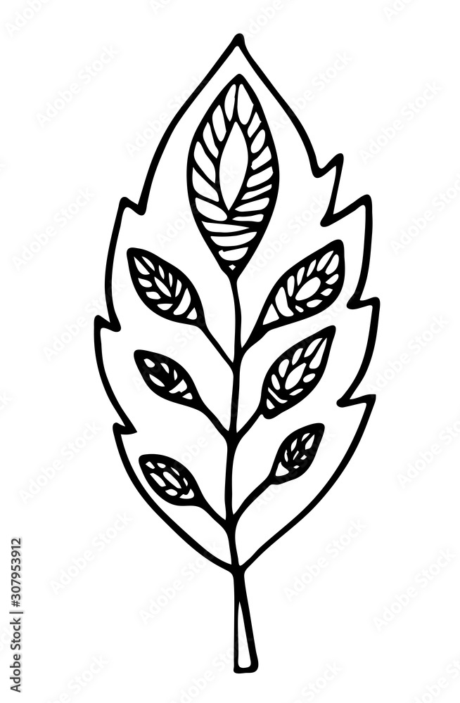 Fototapeta Floral vector illustration. Hand drawing leaf on white background. Line art doodles.