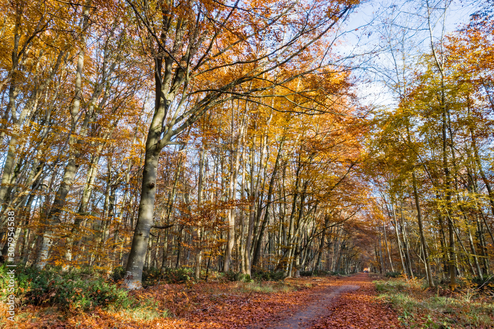 Obraz premium Nature walking during Autumn at the Fontainebleau Forest