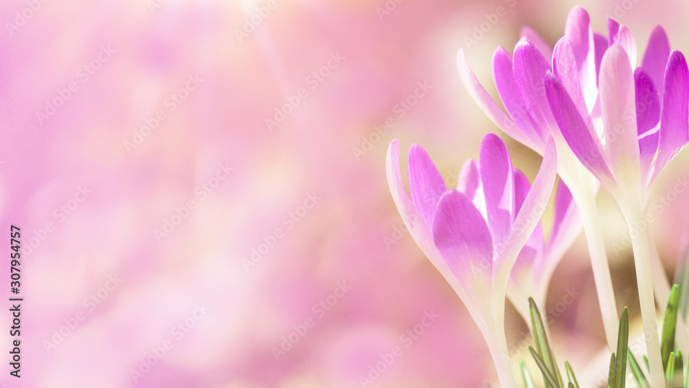 Spring awakening - Blossoming pink crocuses illuminated from the morning sun - Spring background panorama with space for text