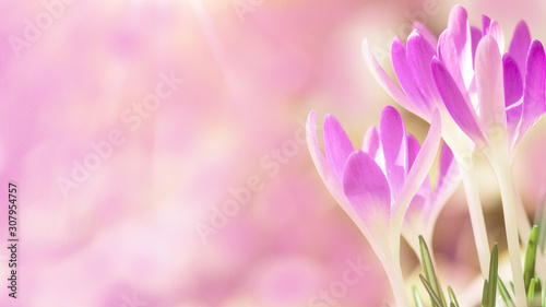 Fototapeta Naklejka Na Ścianę i Meble -  Spring awakening - Blossoming pink crocuses illuminated from the morning sun - Spring background panorama with space for text