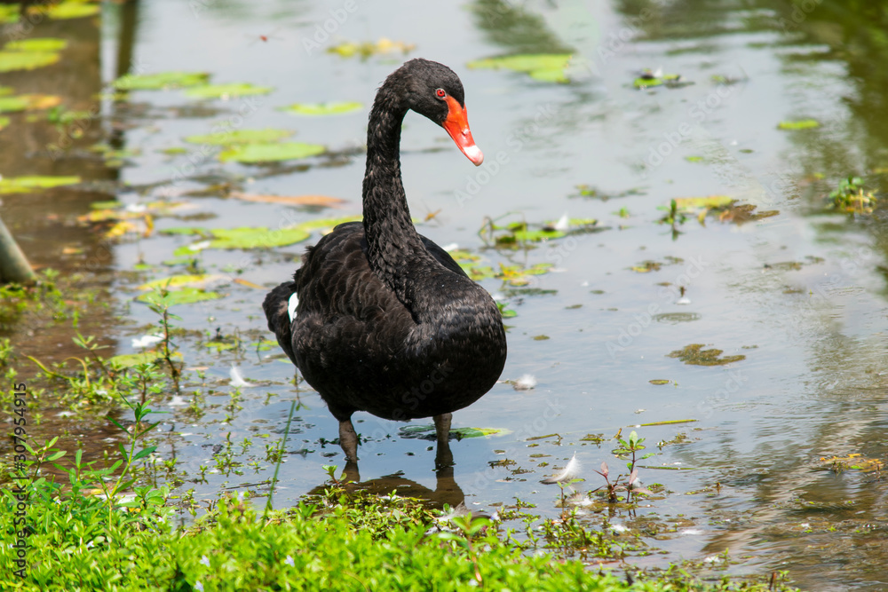 Fototapeta premium Singapore - January 5 2019: A superb black swan in Singapore